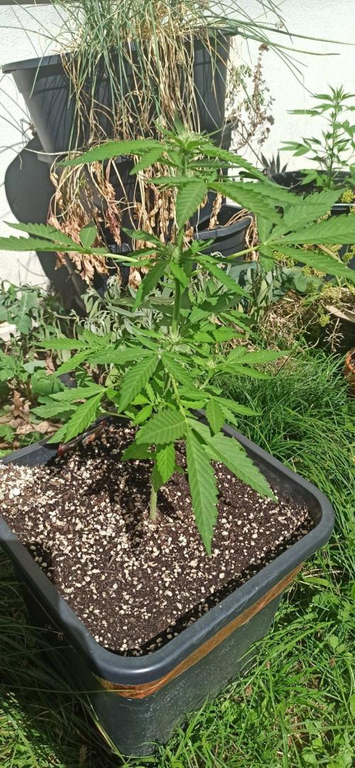 Papaya dragon Auto. Week 5