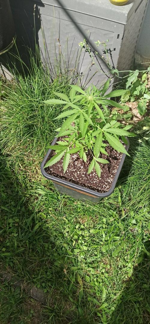Papaya dragon Auto. Week 5