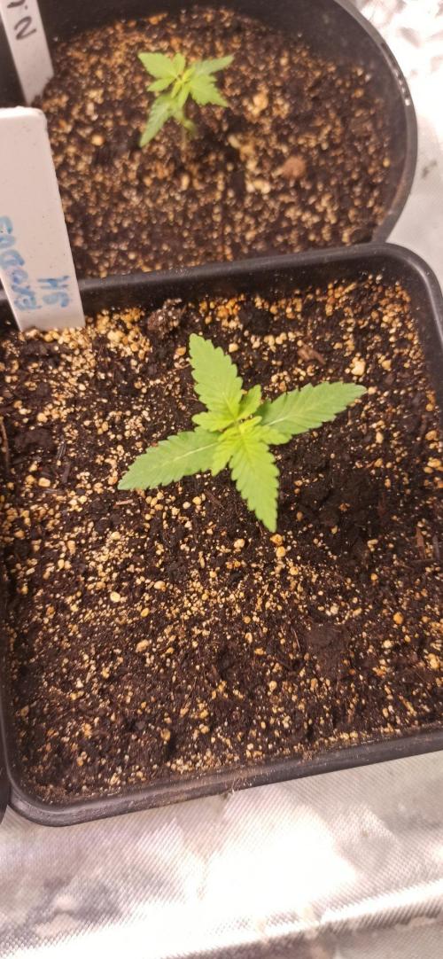 Exodus Cheese. Week 1