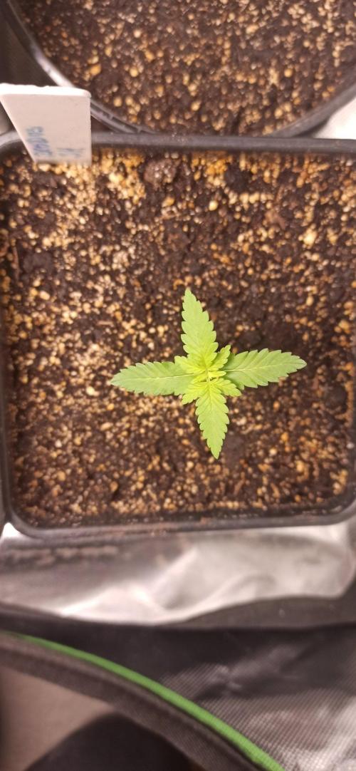 Exodus Cheese. Week 1
