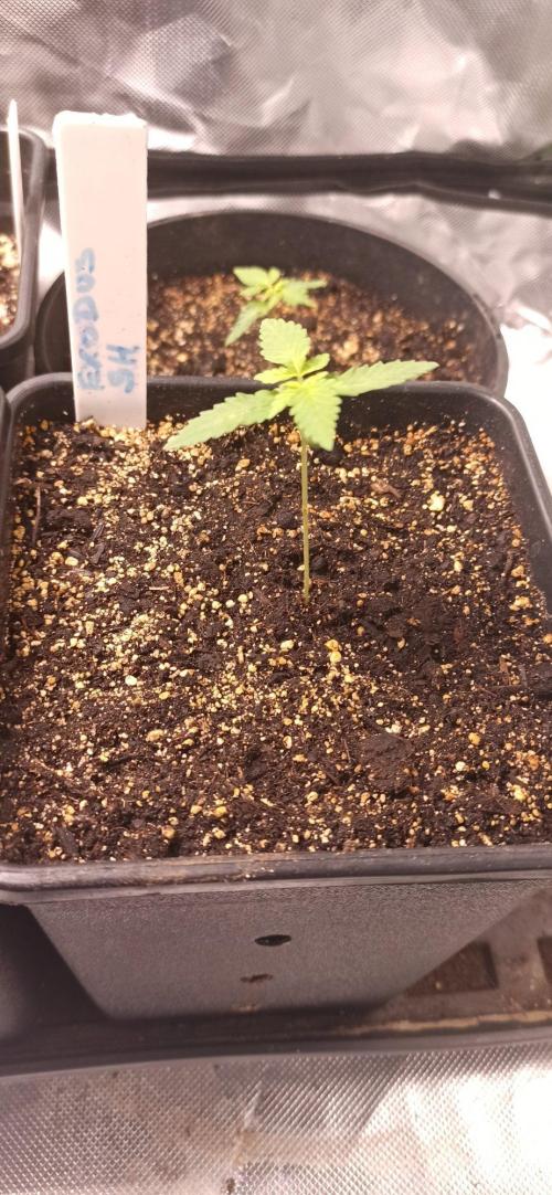 Exodus Cheese. Week 1