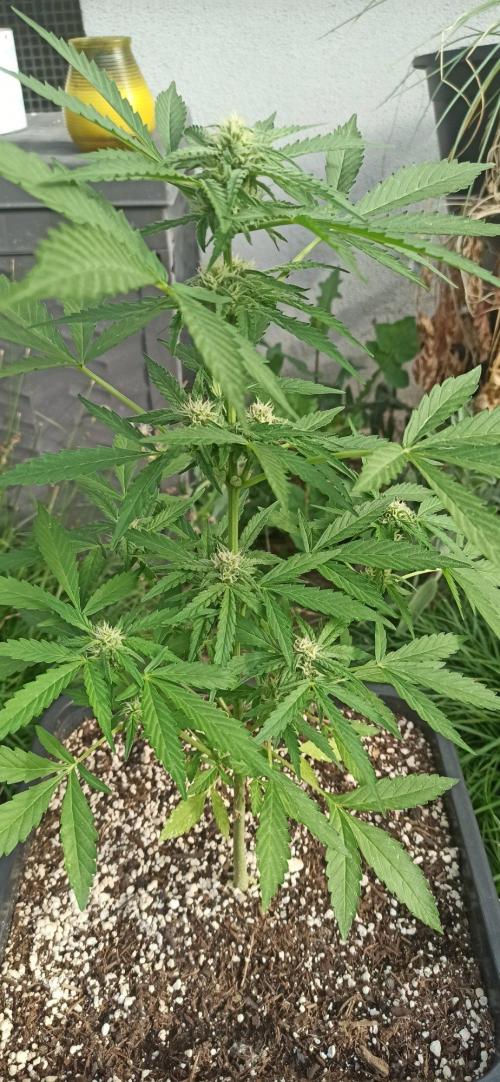 Papaya dragon Auto. Week 6