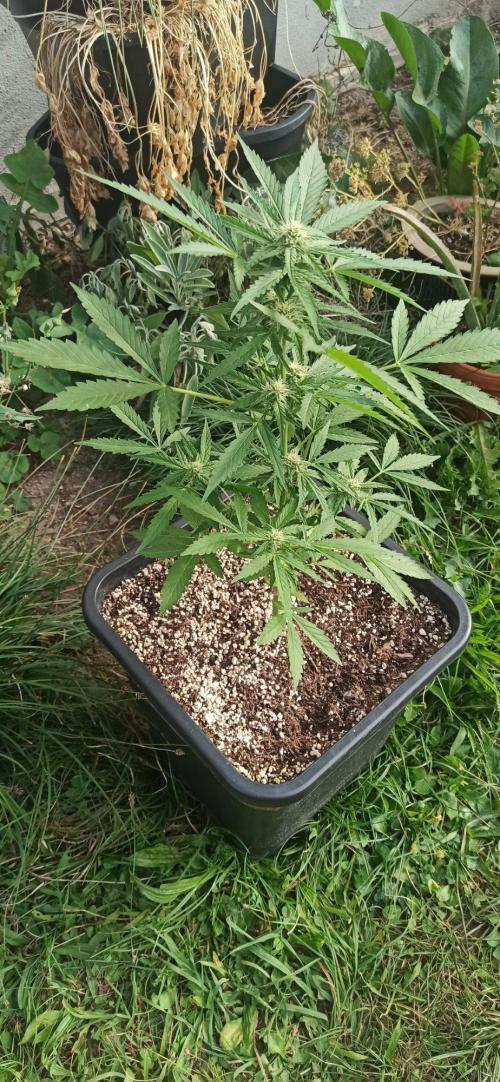 Papaya dragon Auto. Week 6