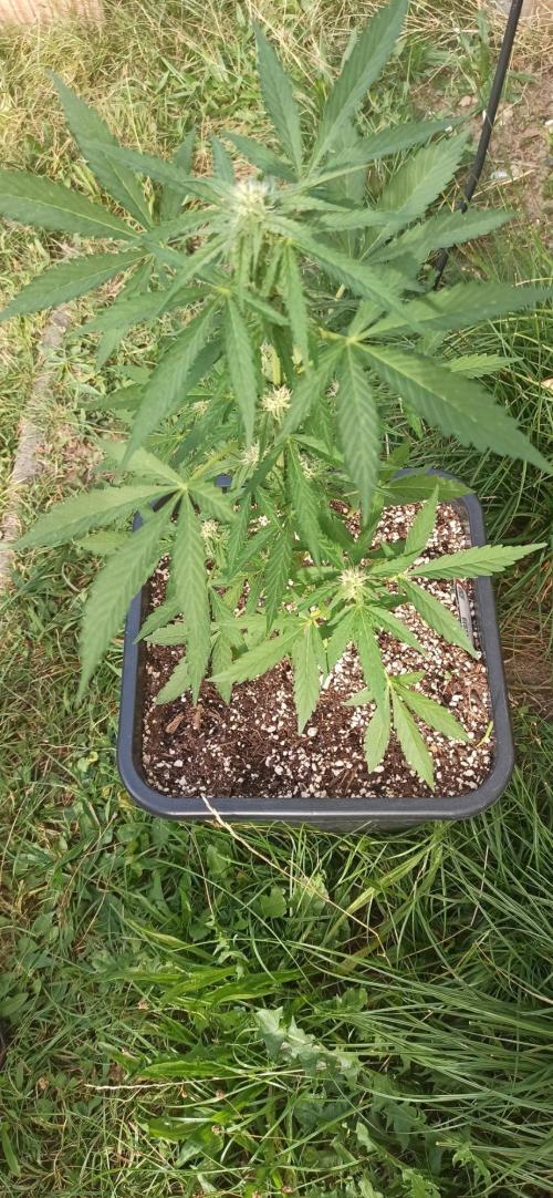 Papaya dragon Auto. Week 6