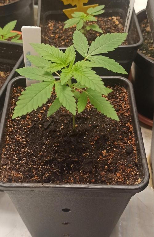 Exodus Cheese. Week 2