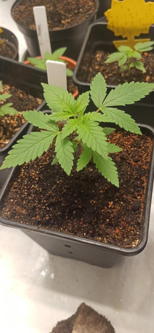 Exodus Cheese. Week 2