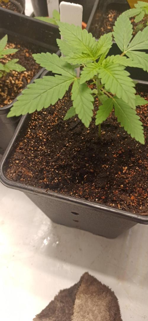 Exodus Cheese. Week 2