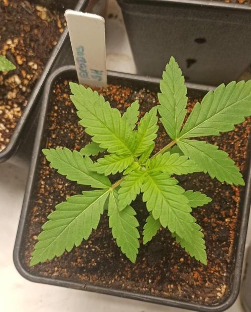 Exodus Cheese. Week 2