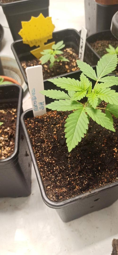 Exodus Cheese. Week 2
