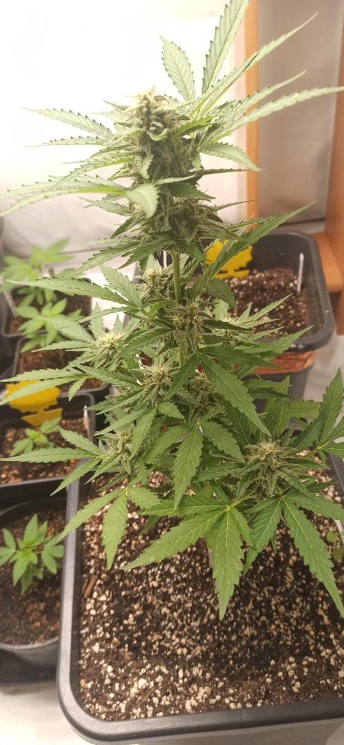 Papaya dragon Auto. Week 7