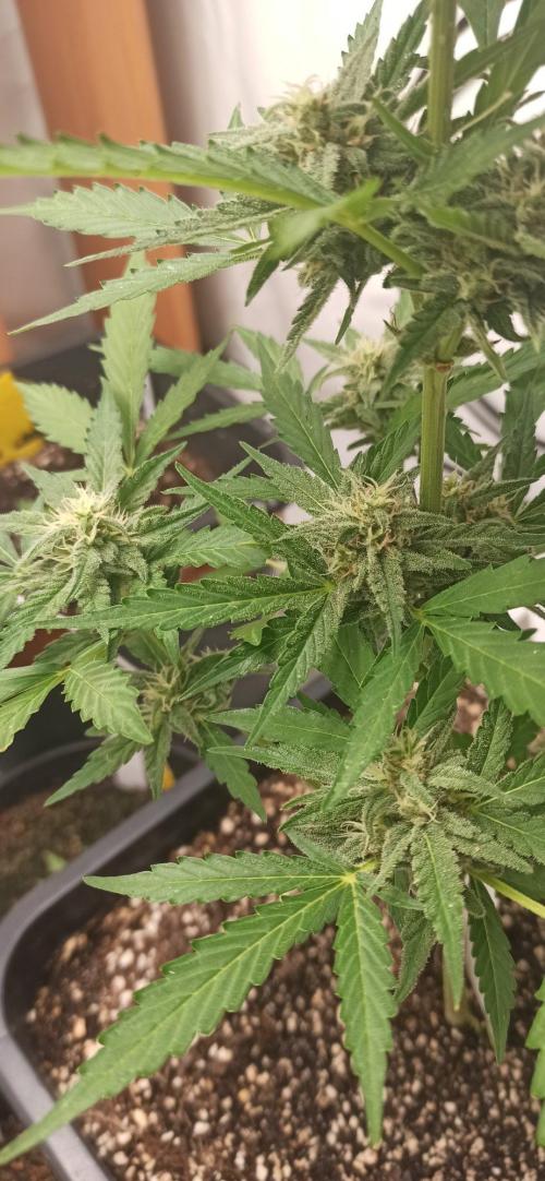 Papaya dragon Auto. Week 7