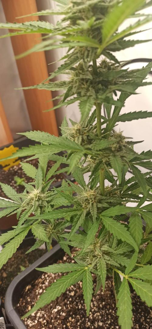 Papaya dragon Auto. Week 7