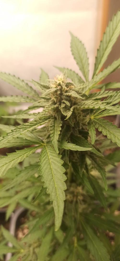 Papaya dragon Auto. Week 7
