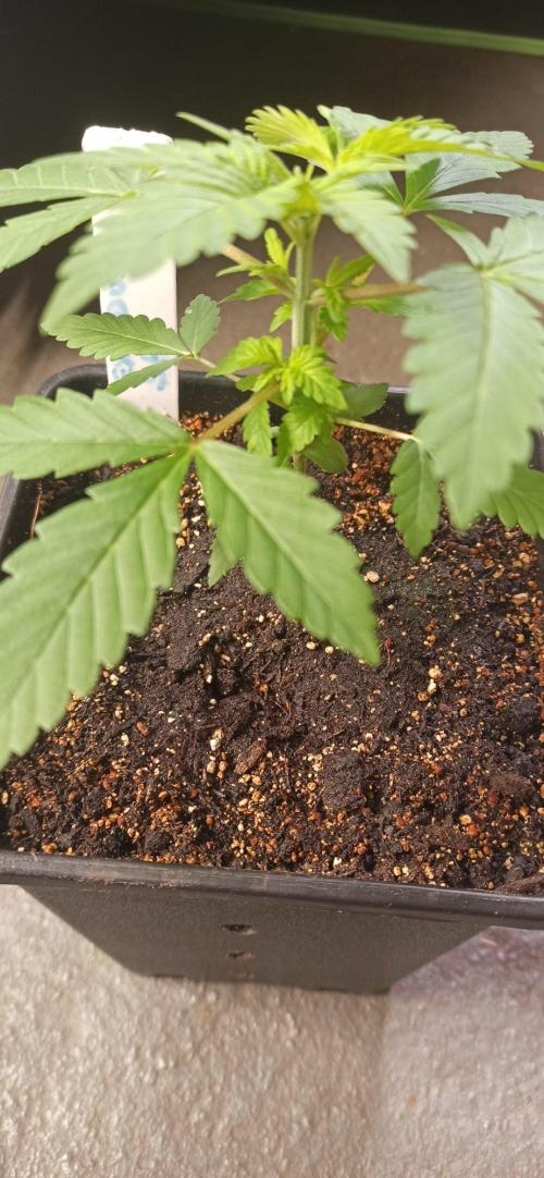 Exodus Cheese. Week 3