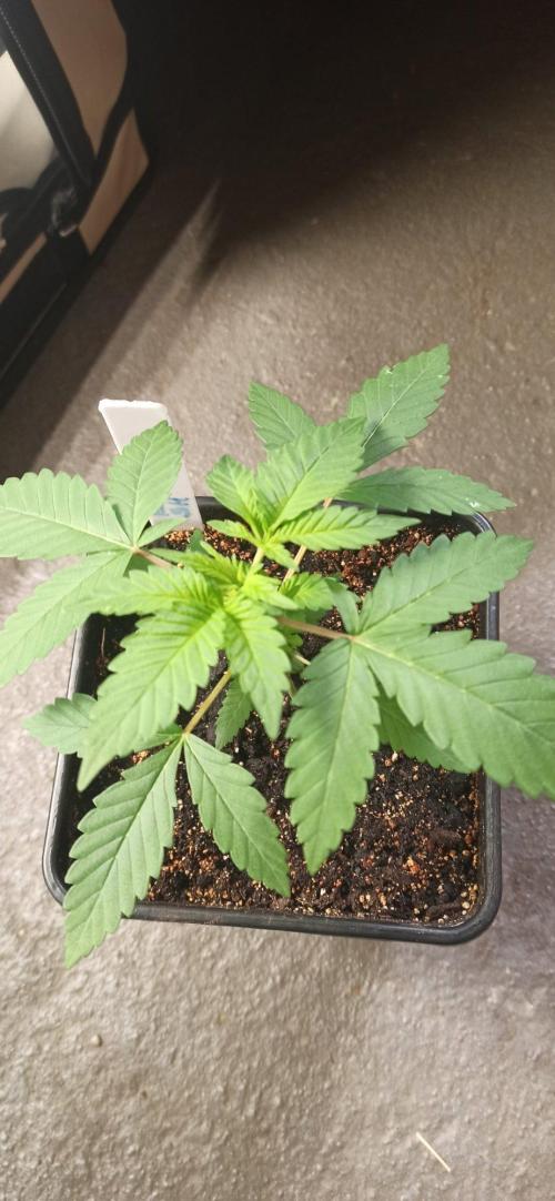 Exodus Cheese. Week 3