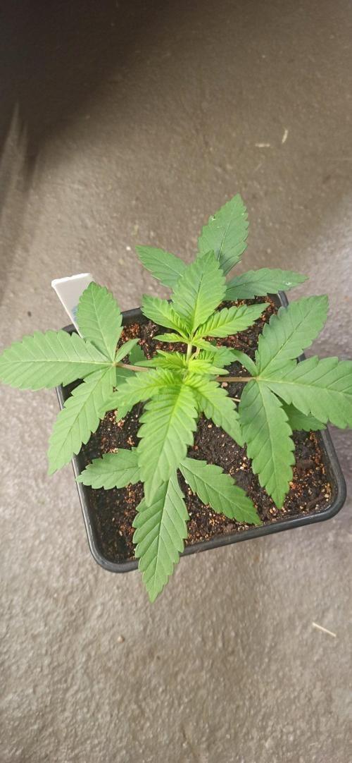 Exodus Cheese. Week 3