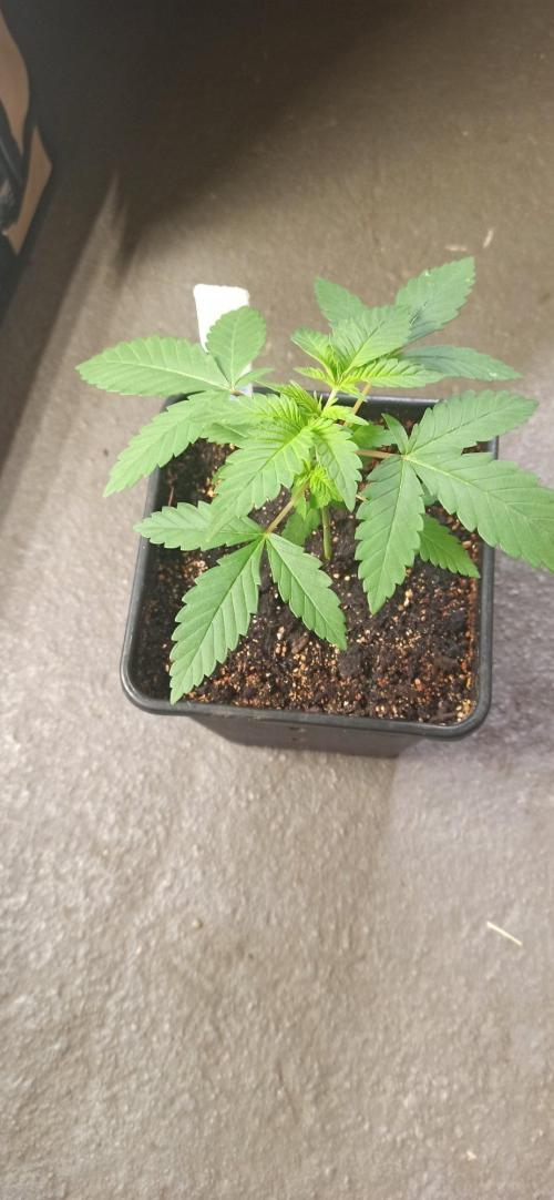 Exodus Cheese. Week 3
