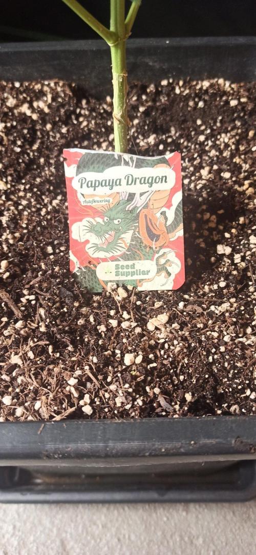 Papaya dragon Auto. Week 8
