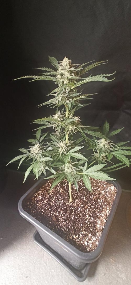 Papaya dragon Auto. Week 8