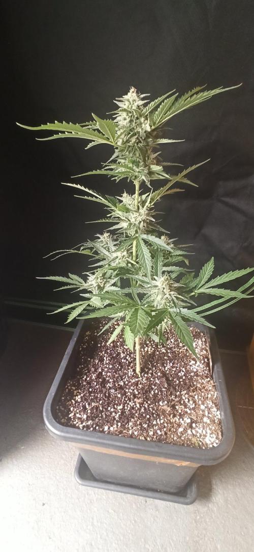 Papaya dragon Auto. Week 8