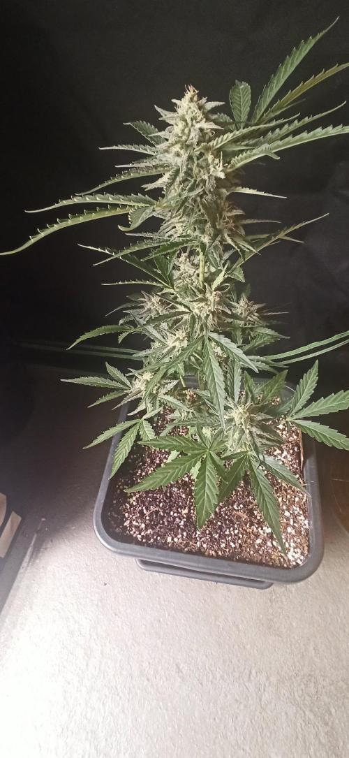 Papaya dragon Auto. Week 8