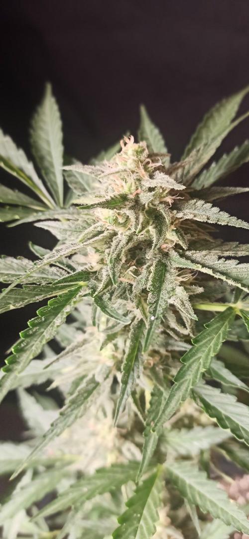 Papaya dragon Auto. Week 8