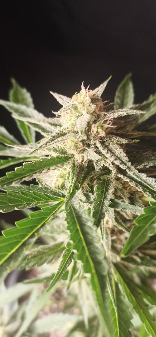 Papaya dragon Auto. Week 8