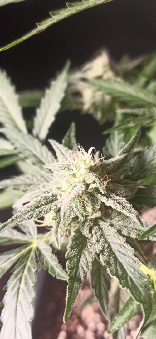Papaya dragon Auto. Week 8