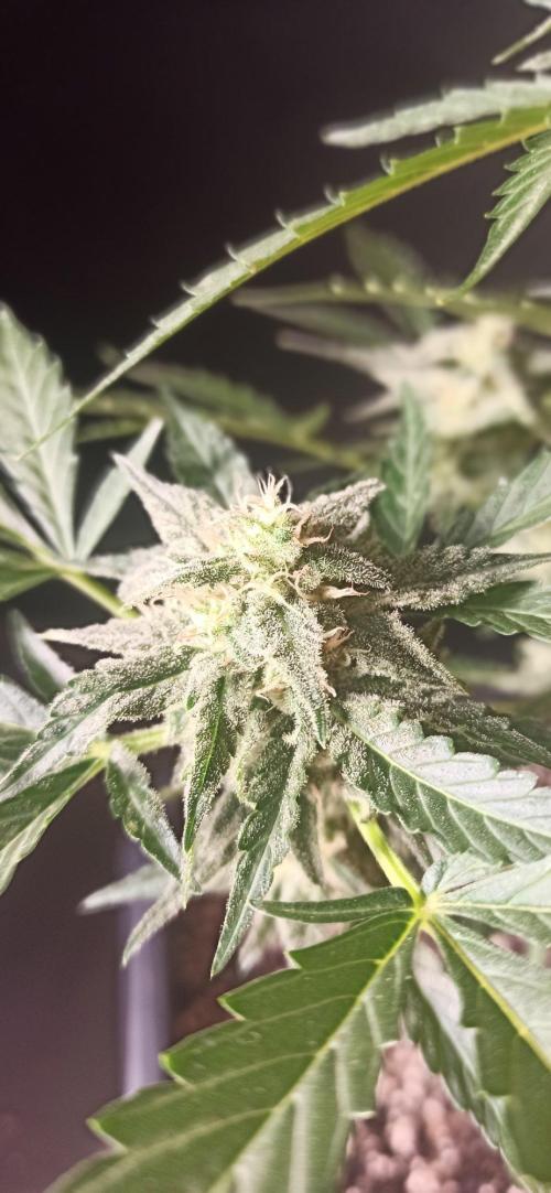 Papaya dragon Auto. Week 8