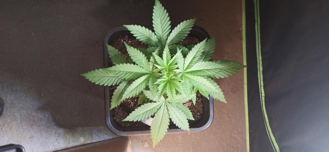 Exodus Cheese. Week 4