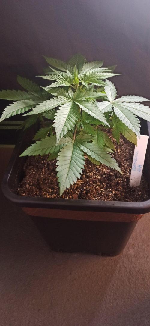 Exodus Cheese. Week 4