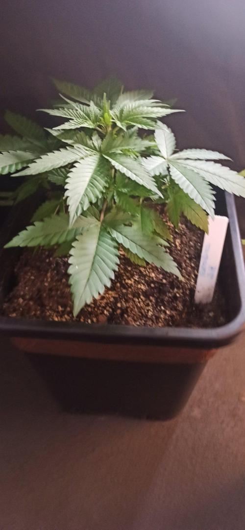Exodus Cheese. Week 4