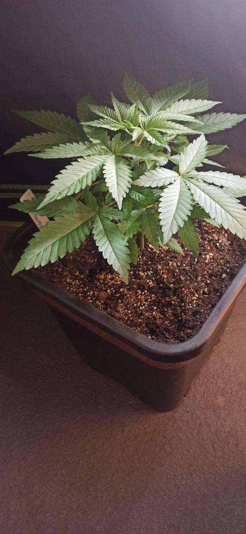Exodus Cheese. Week 4