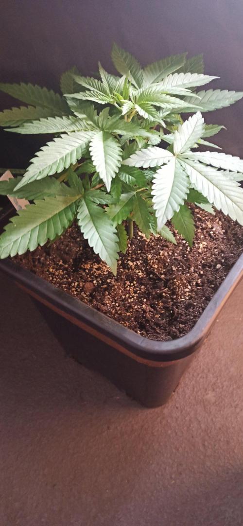 Exodus Cheese. Week 4