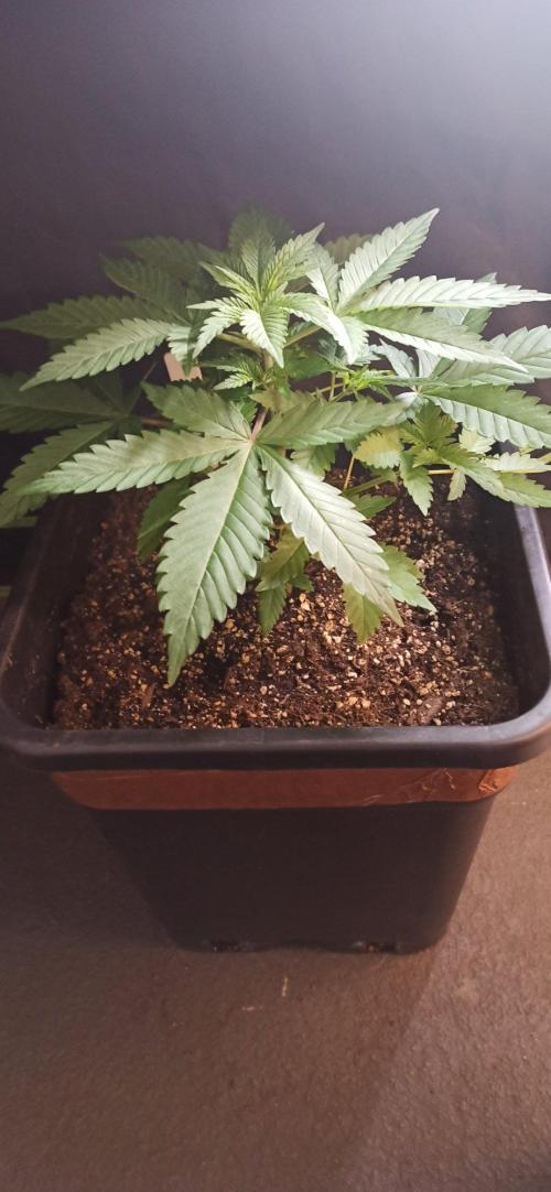 Exodus Cheese. Week 4