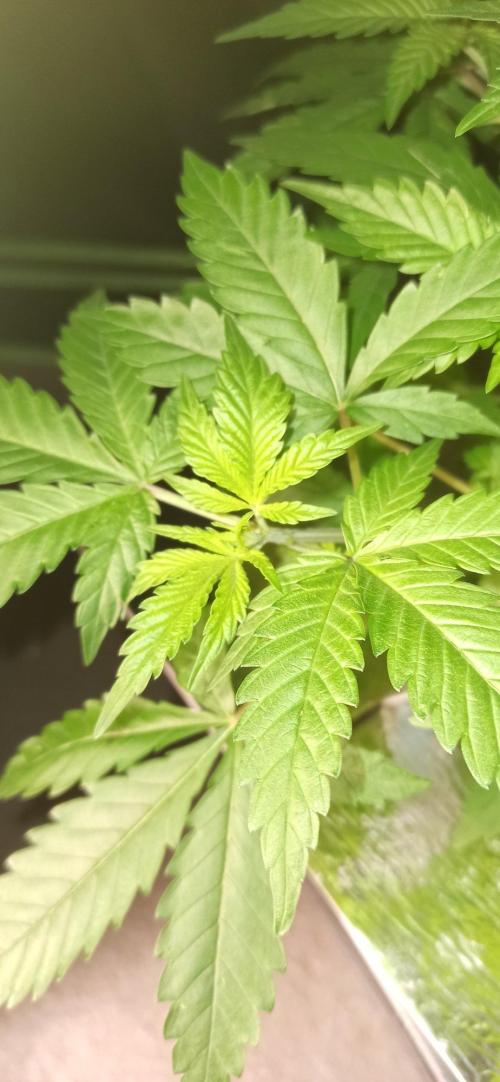 Exodus Cheese. Week 5