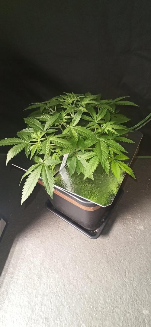 Exodus Cheese. Week 5