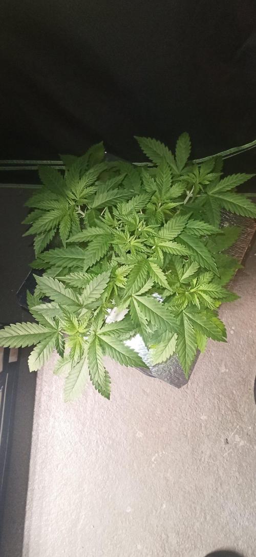 Exodus Cheese. Week 5