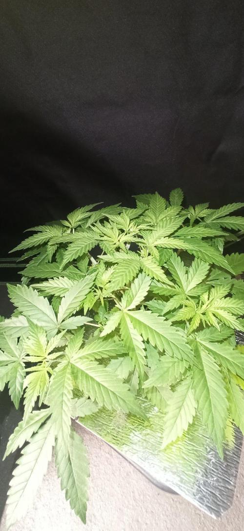 Exodus Cheese. Week 5