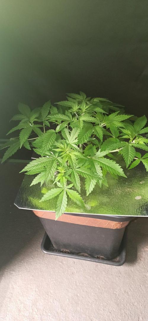 Exodus Cheese. Week 5