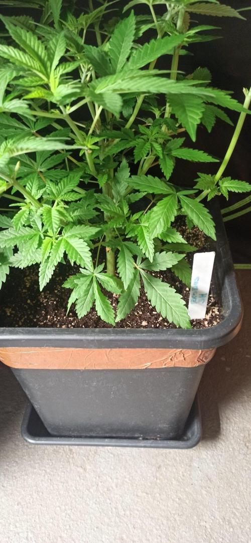 Exodus Cheese. Week 6