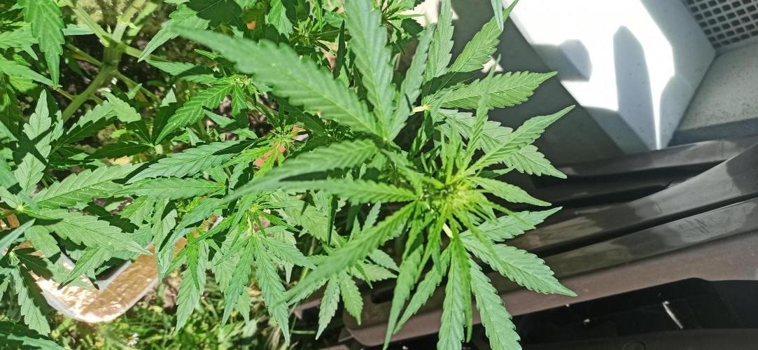 Gorilla Z Auto. Week 5
