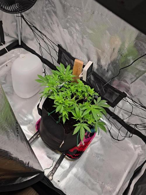 Bag seed