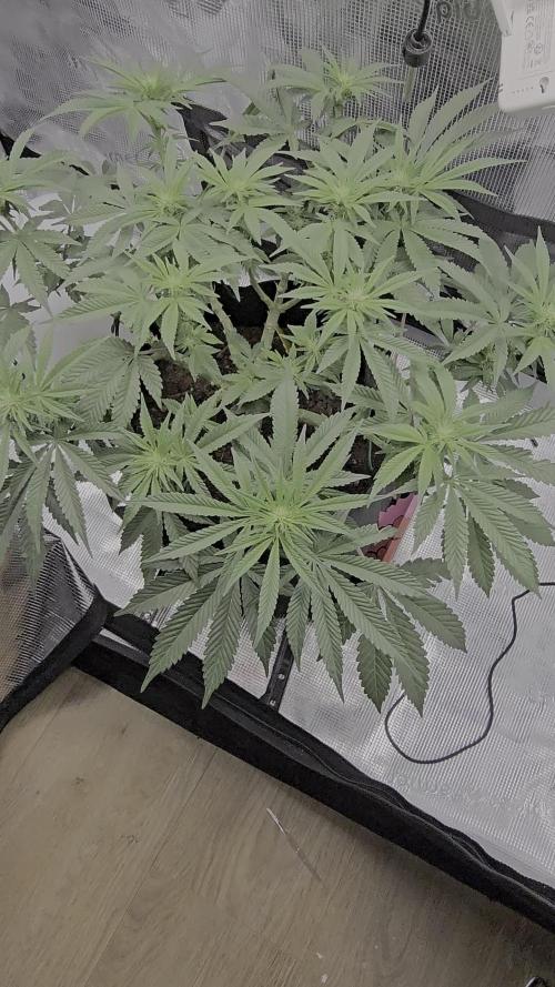 Bag seed