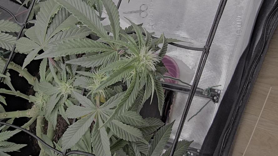 Bag seed