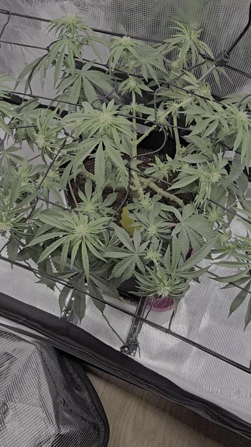 Bag seed