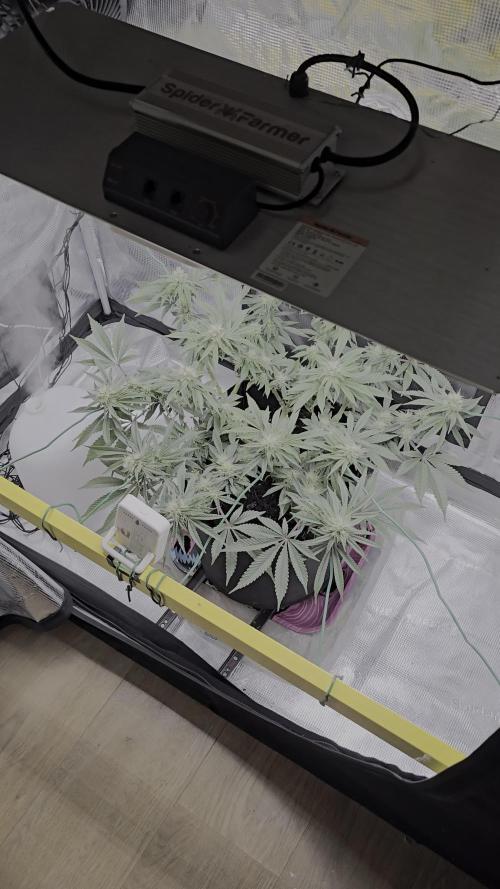 Bag seed