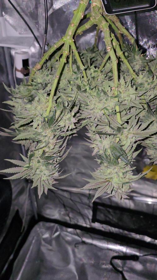Bag seed