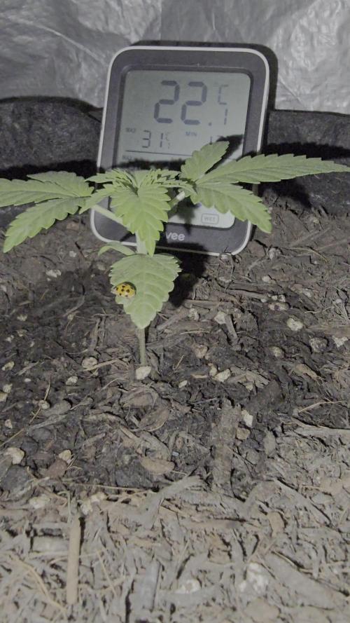 Kushtina
