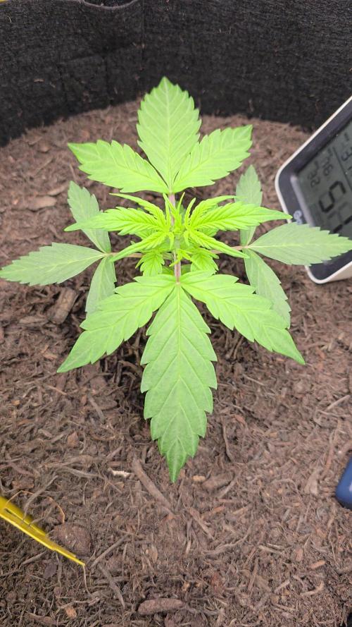 Hazel the ammi plant